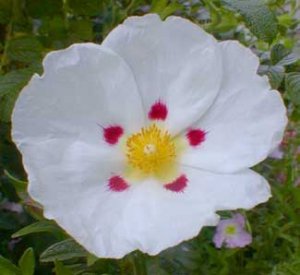 Paslaptingieji hidrolatai – ir savai, ir kūdikių odai