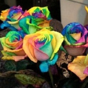 Kaip nuspalvinti rožes vaivorykštės spalvomis