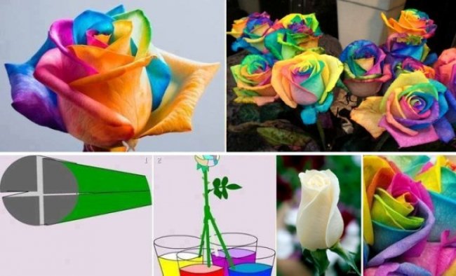 Rainbow_Roses