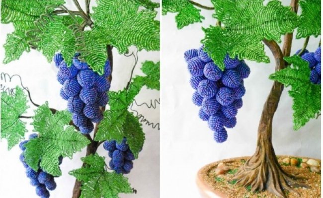 vinograd__500x330 vinograd__500x330